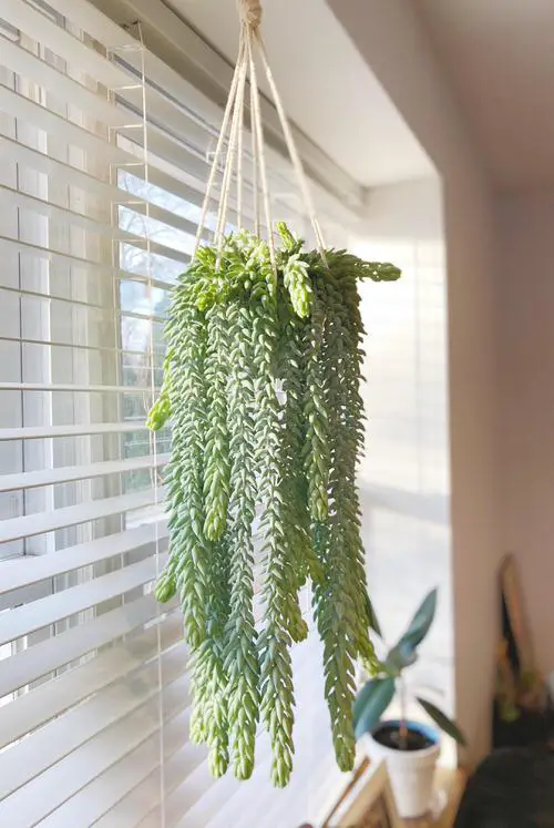 Avoid Changing the Location of the Plant Frequently