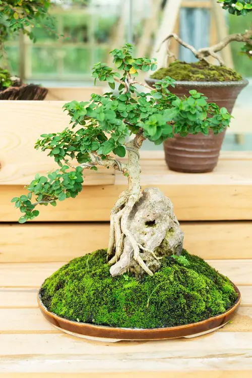 top  Unlucky Plants to Avoid Indoors