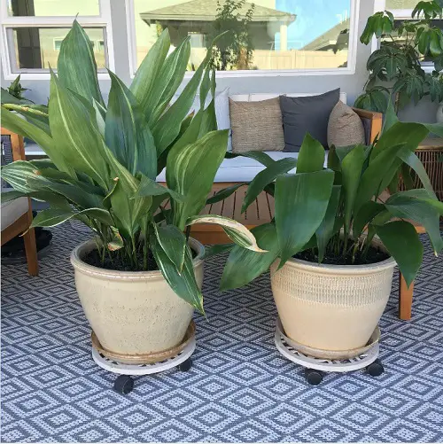 two green Cast Iron Plant Pictures You'd Absolutely LOVE!