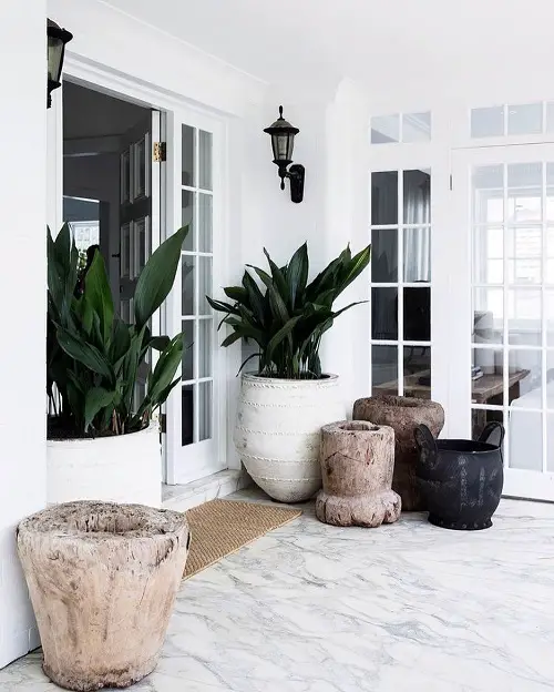 Best Cast Iron Plant Pictures You'd Absolutely LOVE!