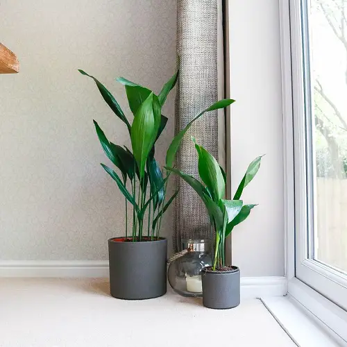 Glossy Green Cast Irons by the Window