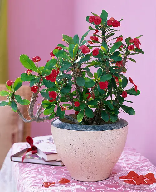 Bad Luck Plants in Feng Shui