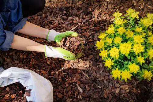 Use a mulch
