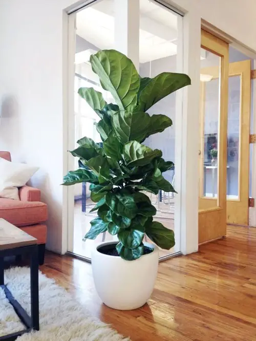 Giant Fiddle Leaf Figs in Large White Containers