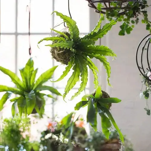 Best Houseplants for Hanging Baskets 