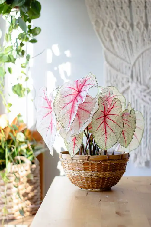 White Queen in Rattan Basket for a Tropical Feel