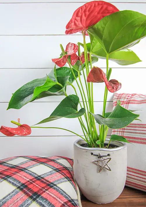 Houseplant Centerpiece Ideas 