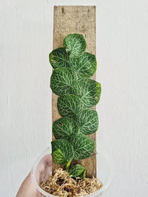 Lush Rhaphidophora on a Wooden Slate