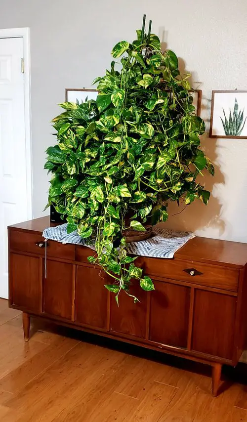 Variegated Pothos Cascading Over the Wooden Cabinet
