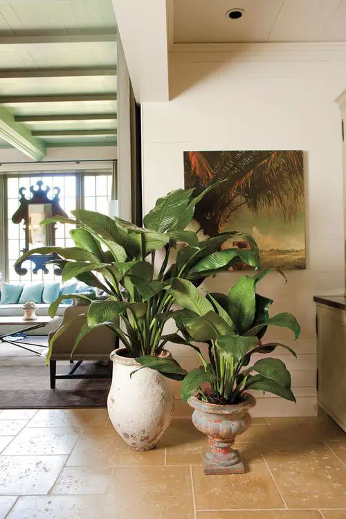 Peace Lilies in Aesthetic Urn Planters by a Beautiful Planting
