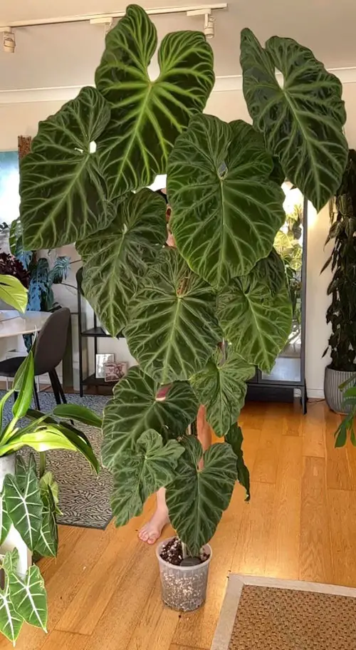 Giant Alocasia Stealing the Show!