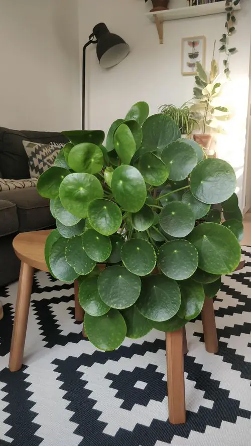 Giant Chinese Money Plant Decking the Living Room