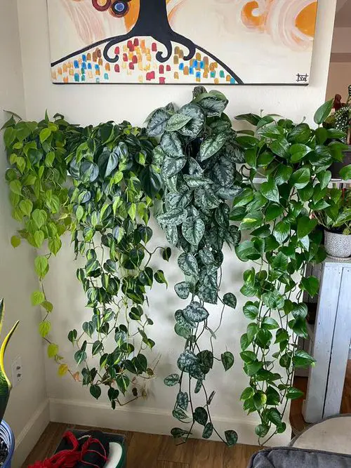 Cascading Pothos on the Floating Shelf