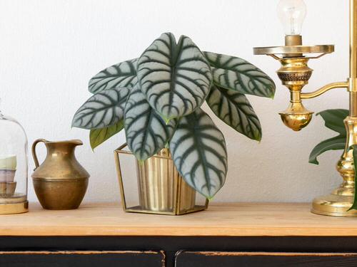 Silver Alocascia in a Golden Planter
