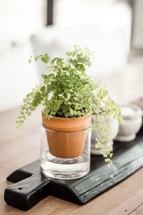 Lush Maidenhair Fern Centerpiece