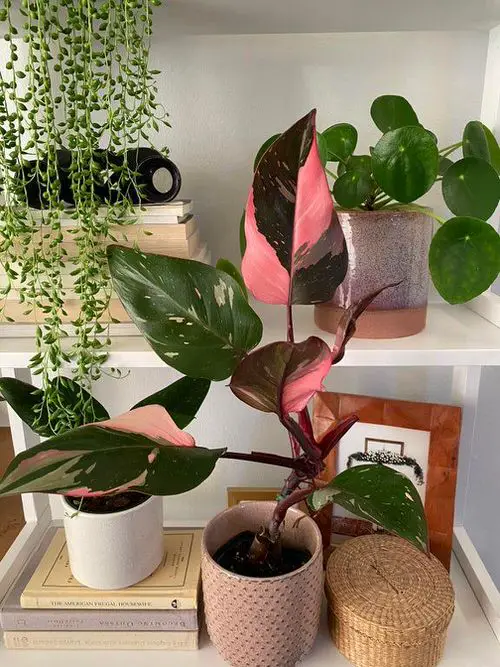 Pink Princess Philo with Chinese Money Plant and String of Pearls