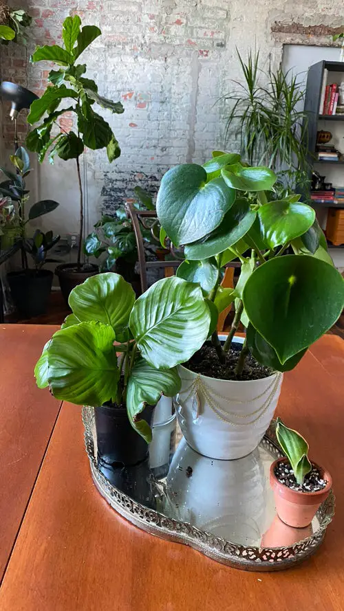 Lush Calatheas on a Silver Tray