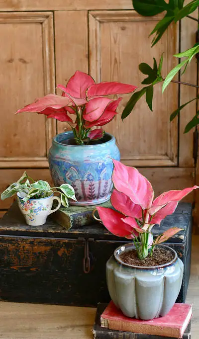 Pink Aglaonema Duo in Beautiful Ceramics