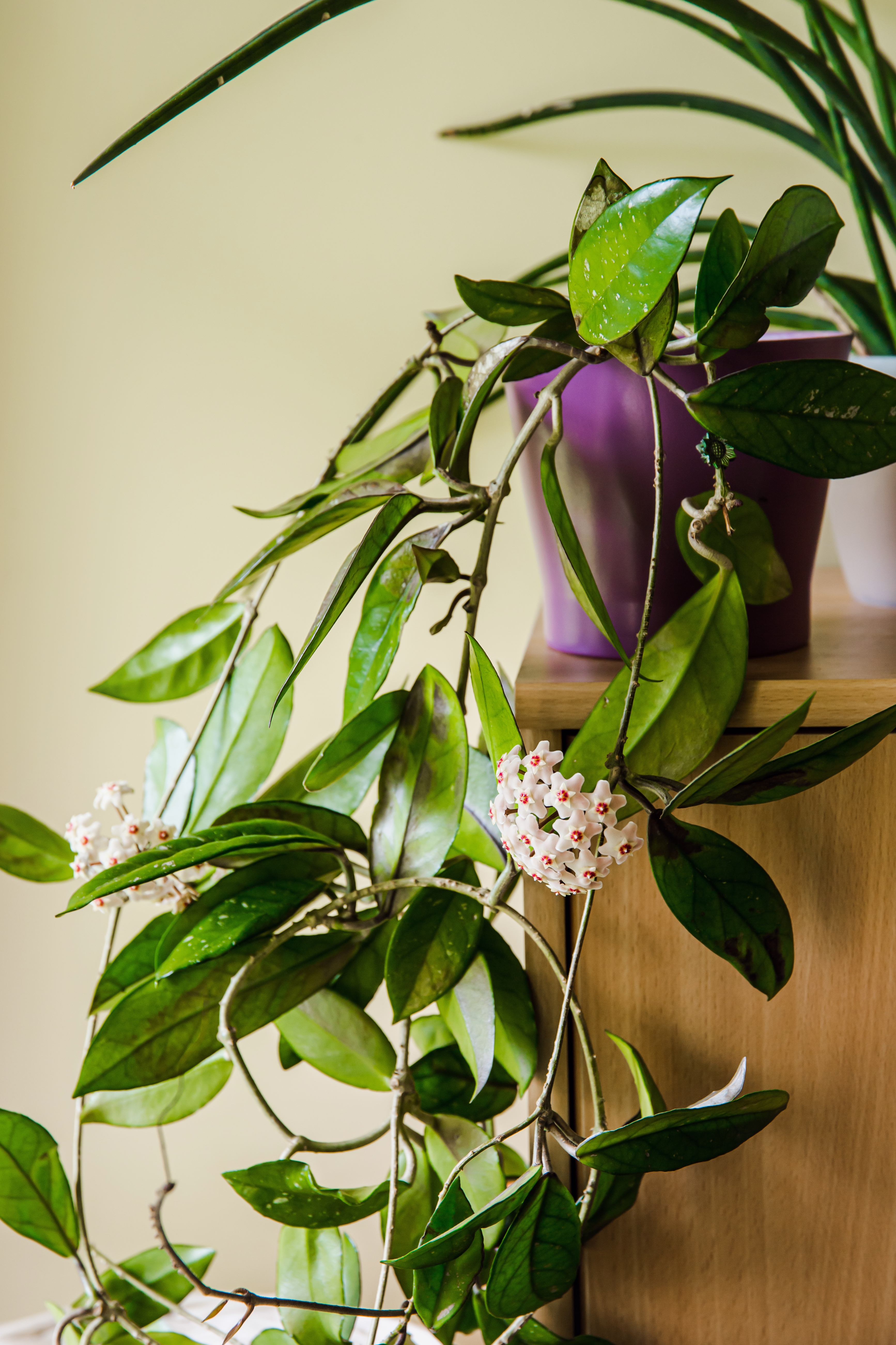 Top Succulents for Air Purification in Homes