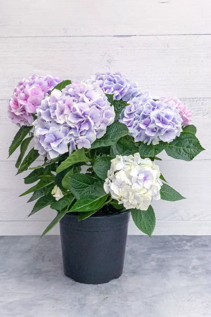 best Unlucky Plants to Avoid Indoors