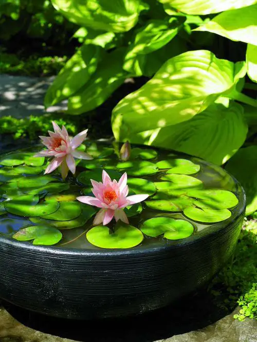 Flowers That Can Beautify Your Skin 