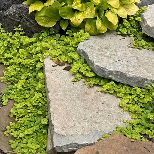 Lovely Plants to Grow in Garden Cracks and Crevices