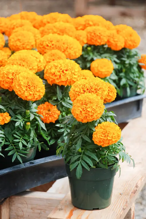 Amazing Low Maintenance Flowers that Tolerate High Temperatures and Heat