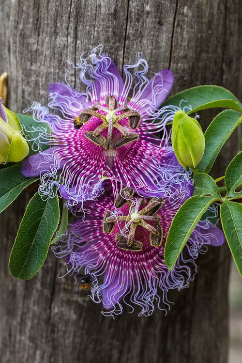 Amazing Passion flower Varieties