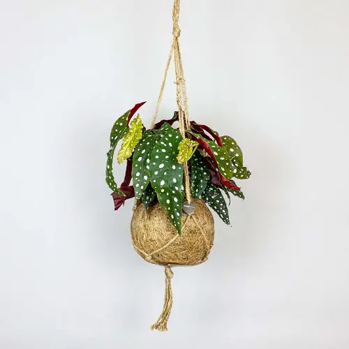 top Best Houseplants for Hanging Baskets