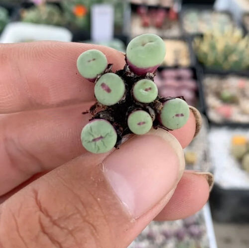 Propagating Conophytum pageae