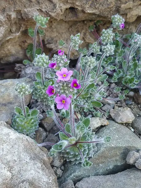 Beautiful Plants to Grow in Veins and Clefts in the Garden