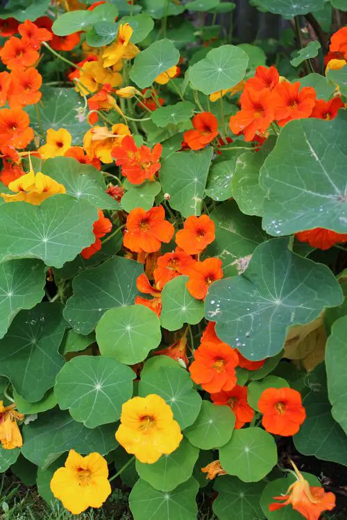 best Cookable Flowers