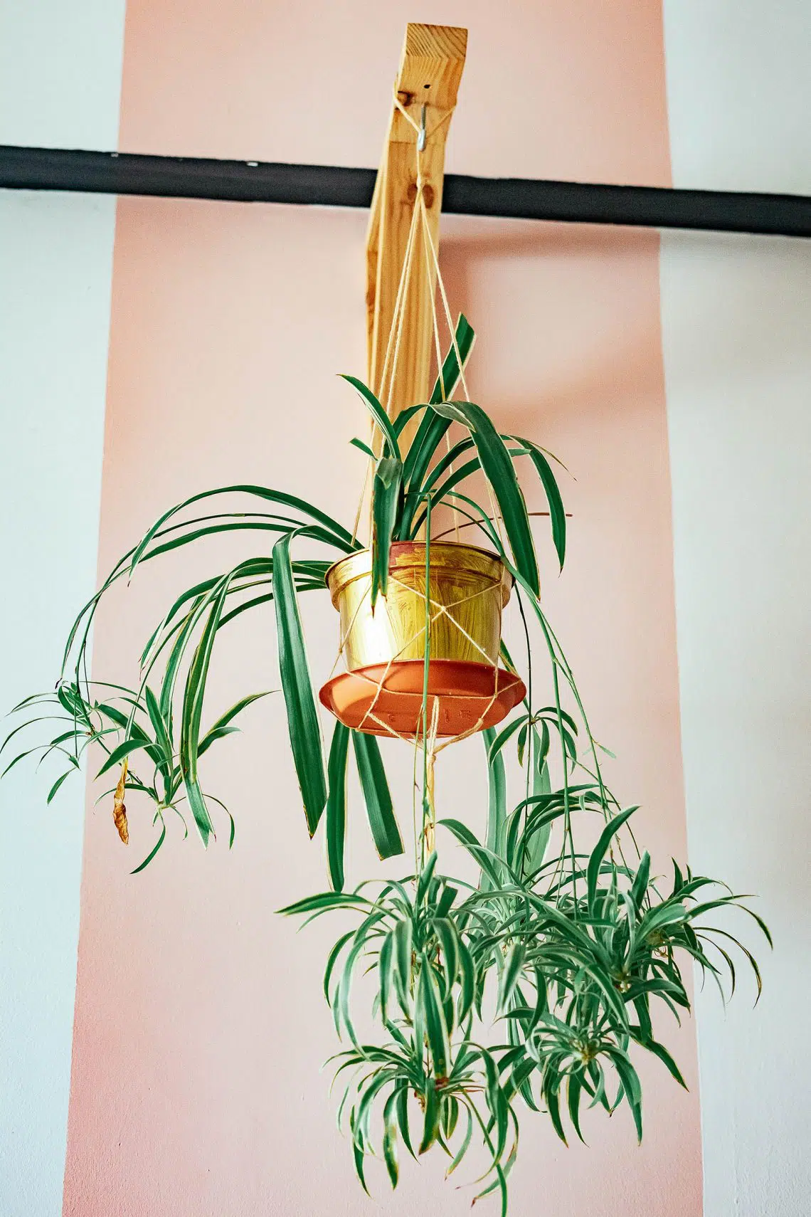 Best indoor plant for Hanging Baskets