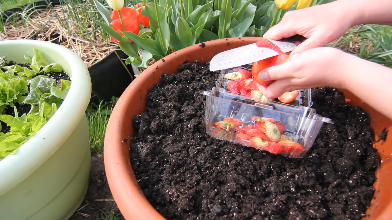 Strawberry Hack to grow