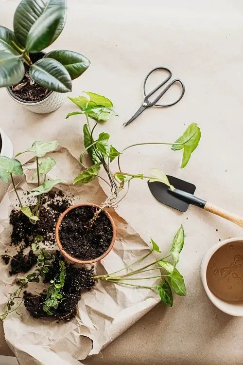 How to Propagate Syngonium Using Division