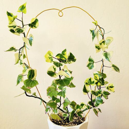 Wax Ivy Plant Information
