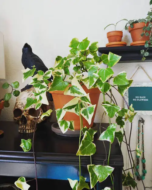 How to Grow Wax Ivy Indoors Easily