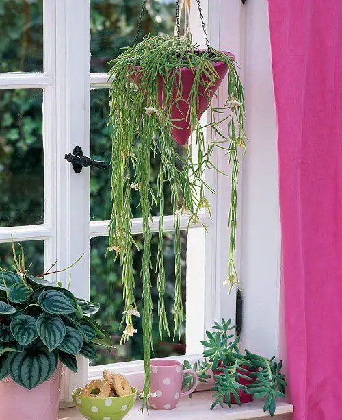 top Best Houseplants for Hanging Baskets