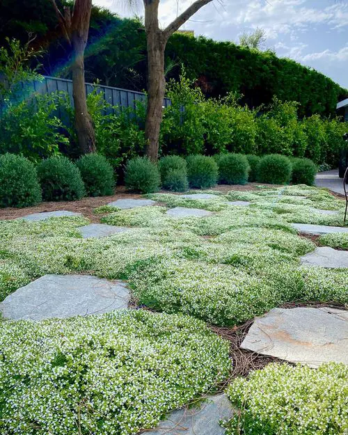 Amazing Creeping Thyme Lawn in garden 7