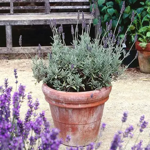 Types of Lavender 1
