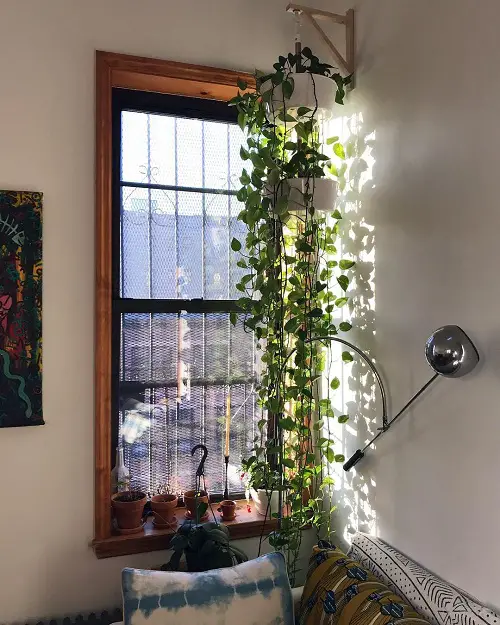 Fantastic Ways to Hang Plants on the Wall like Pros