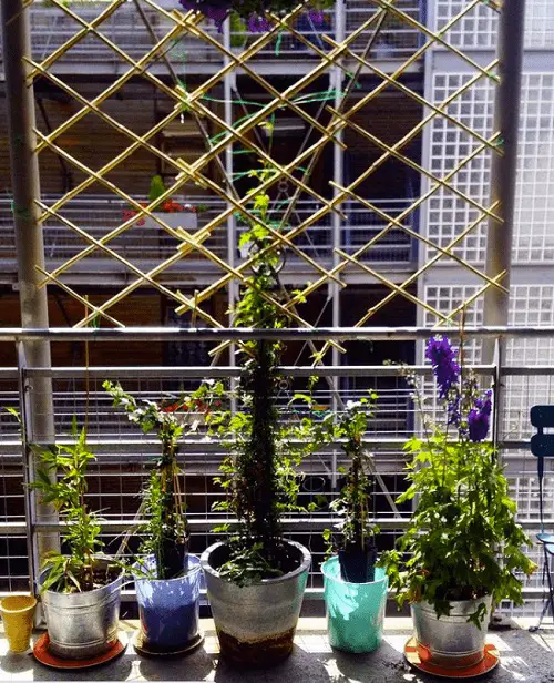 Bamboo Trellis for Vining Plants