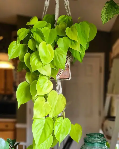 How to Grow Philodendron Lemon Lime