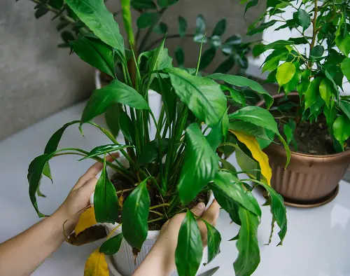 Why is My Peace Lily Drooping, Turning Yellow, Not Flowering & Dying