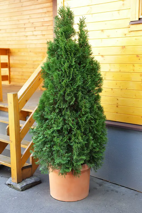 Narrow Trees for Containers