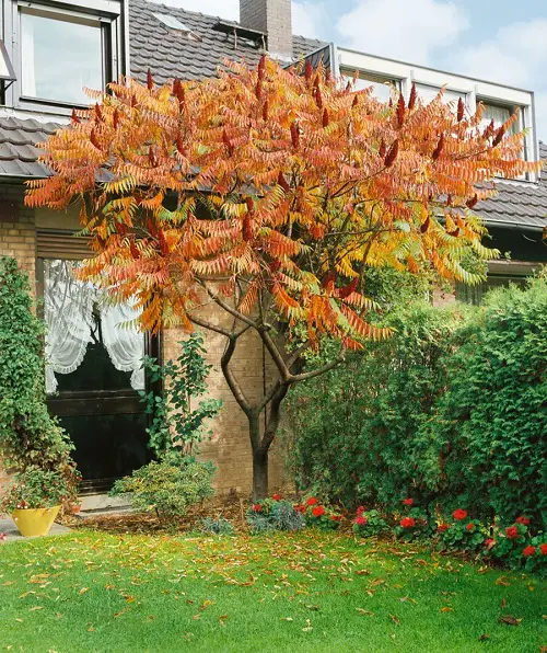 Beautiful Trees with Yellow Foliage
