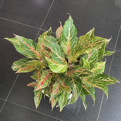Tricolor Aglaonemas You Need to Plant