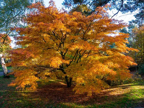 Wonderful Trees with Yellow Foliage

