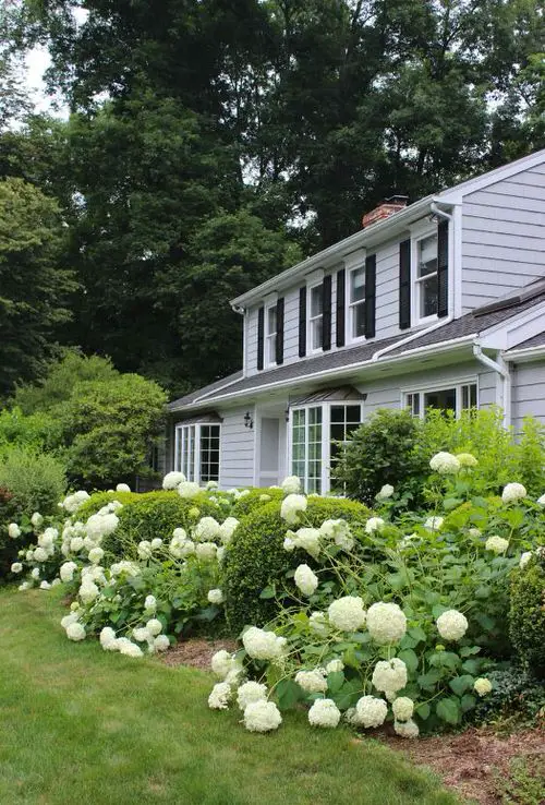 Hydrangeas Between Boxwoods in the Yard