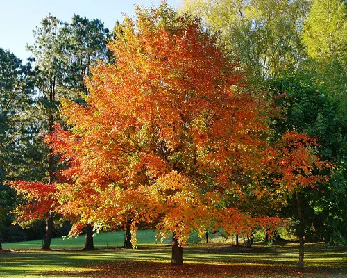 beautiful Wonderful Trees with Yellow Foliage